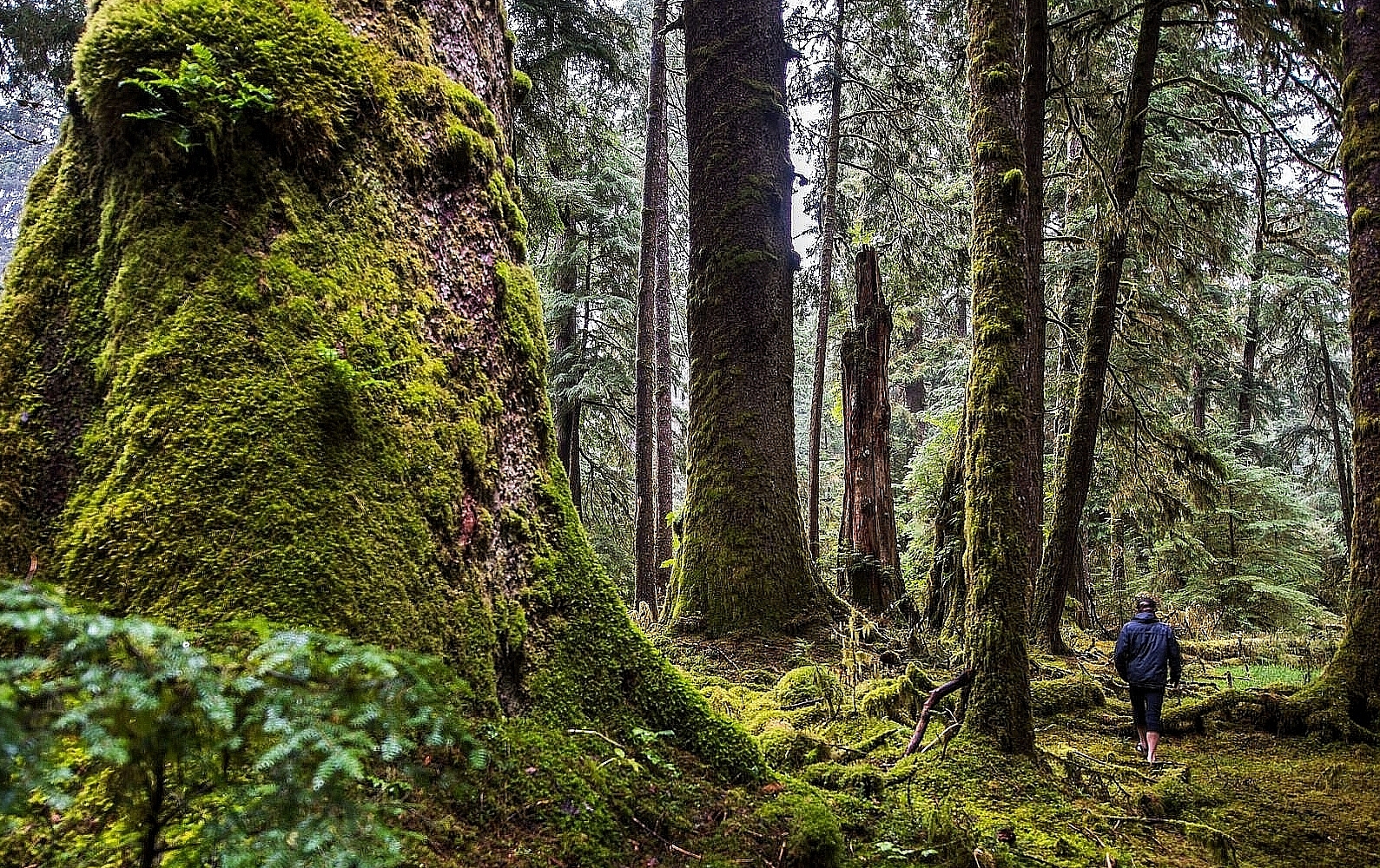 Top 5 Places to Experience the Rainforest in BC - Explore BC