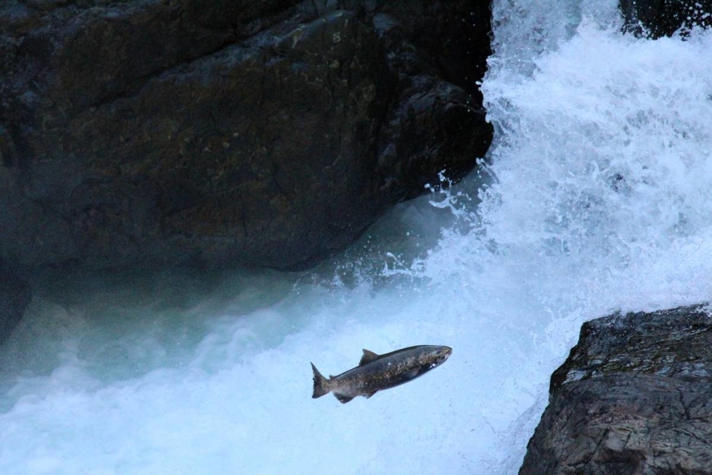 seeing-the-salmon-run-on-vancouver-island-explore-bc-super-natural-bc