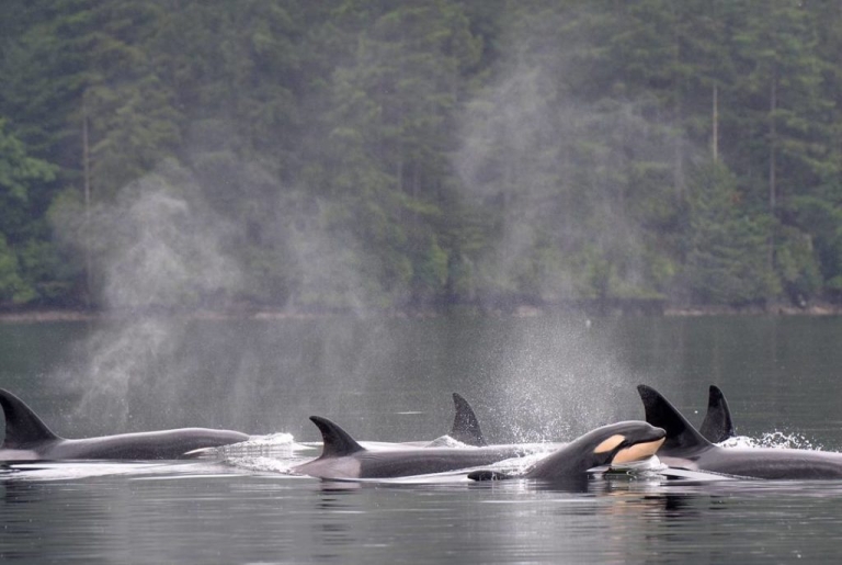 BC’s Captivating Coastal Towns - Explore BC | Super, Natural BC