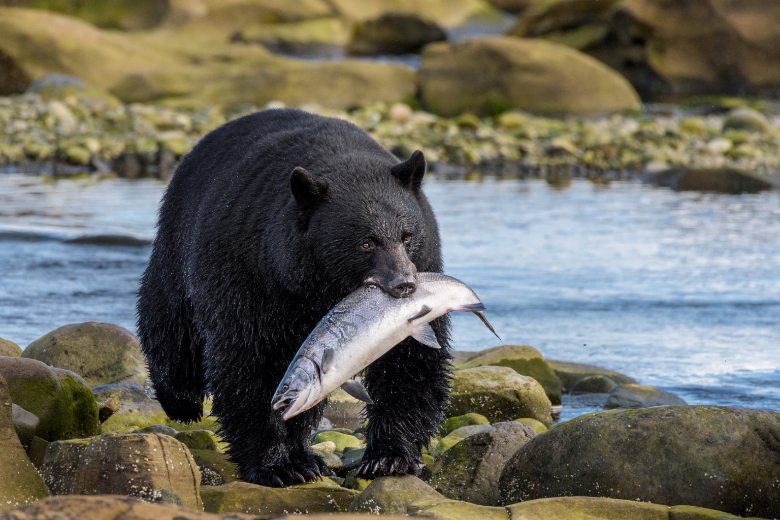 A black bear with a fish on the rocky coastline in Port Hardy.