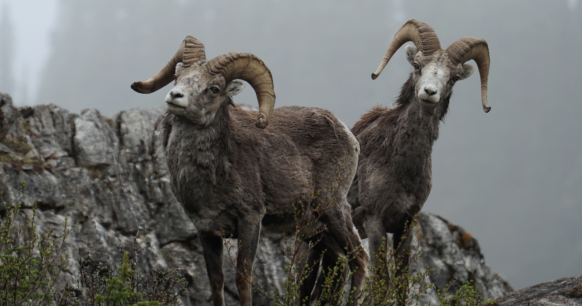 Two big horned sheep on a rocky outcrop. Fog obscures then trees in the background.