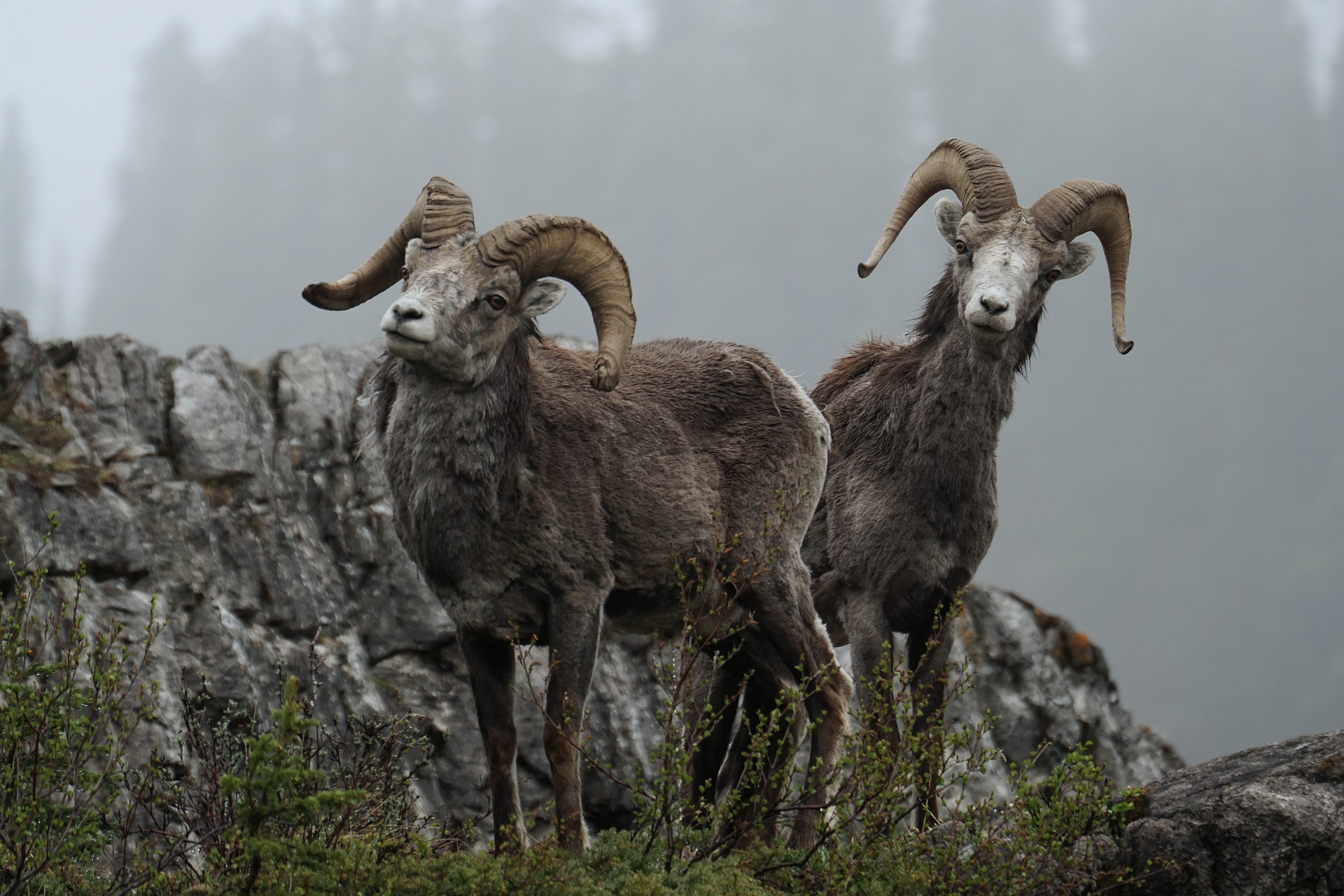 Two big horned sheep on a rocky outcrop. Fog obscures then trees in the background.