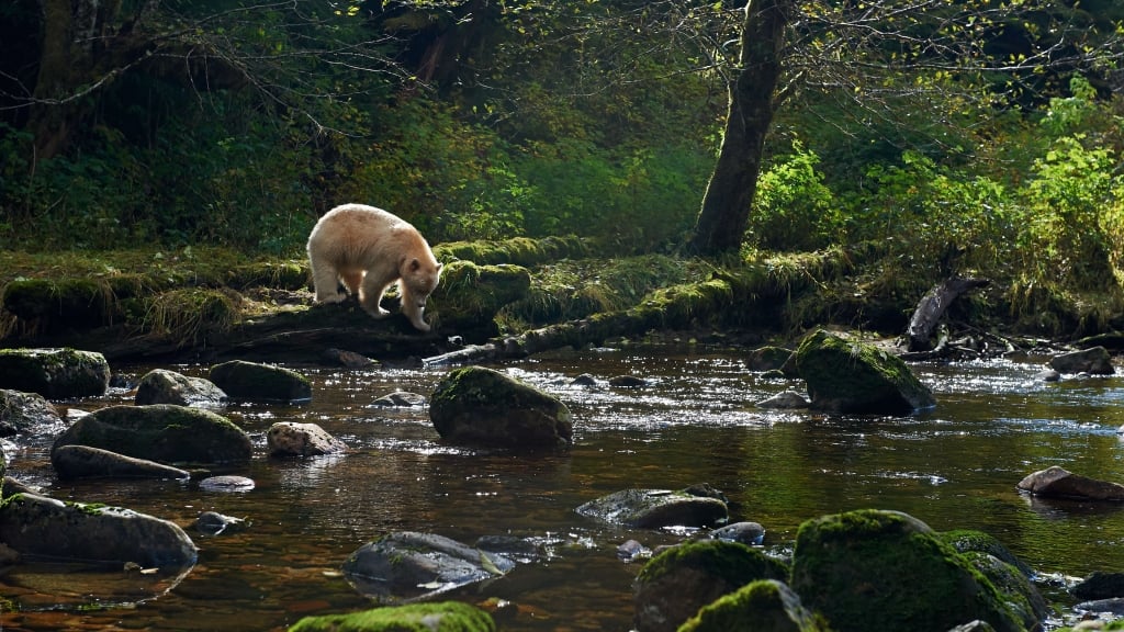 British Columbia's Rainforest | Super, Natural BC