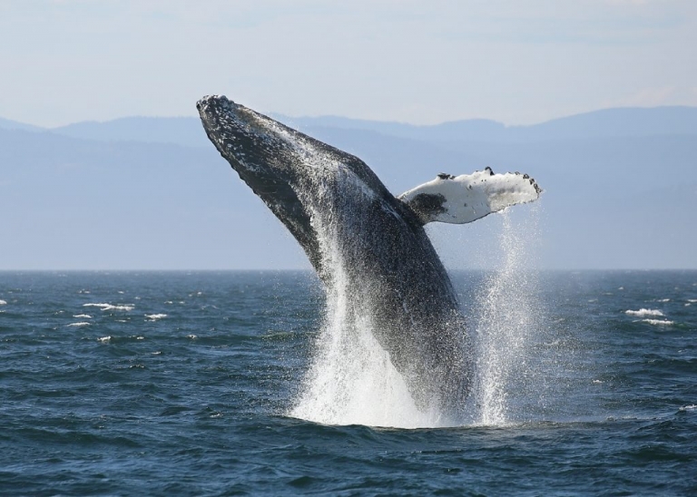 How to Go Whale Watching from Vancouver - Explore BC | Super, Natural BC