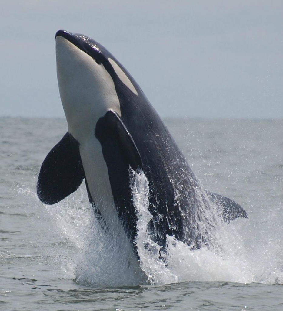 Wild Whales Vancouver | Super, Natural BC