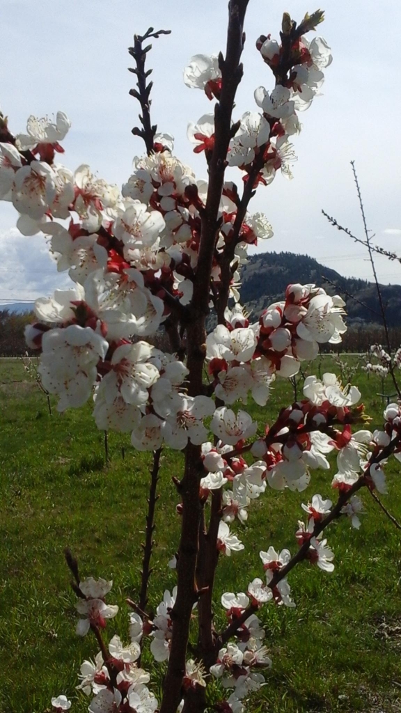 E.P. Orchards | Super, Natural BC