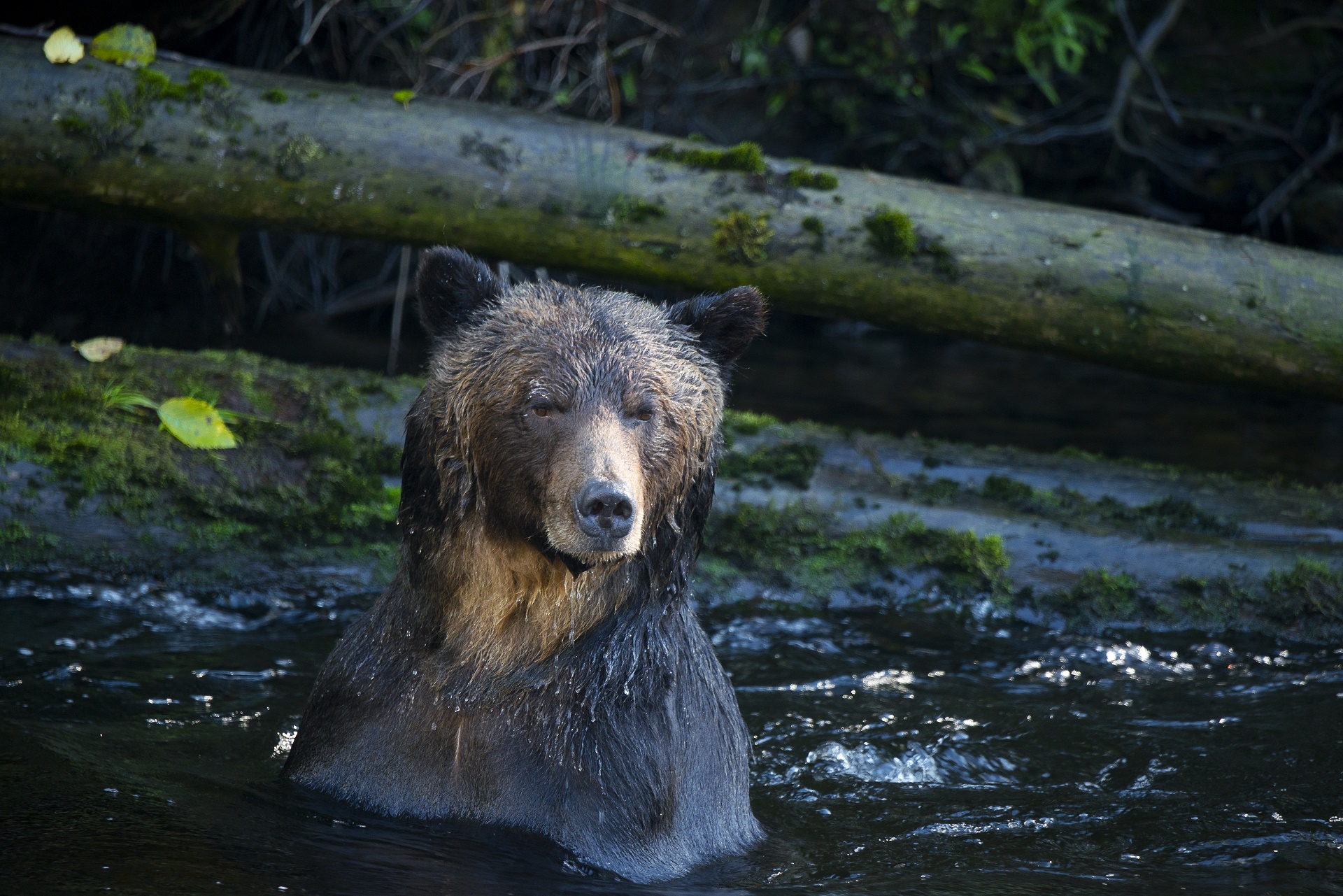 5 Facts About BC's Unique Temperate Rainforest