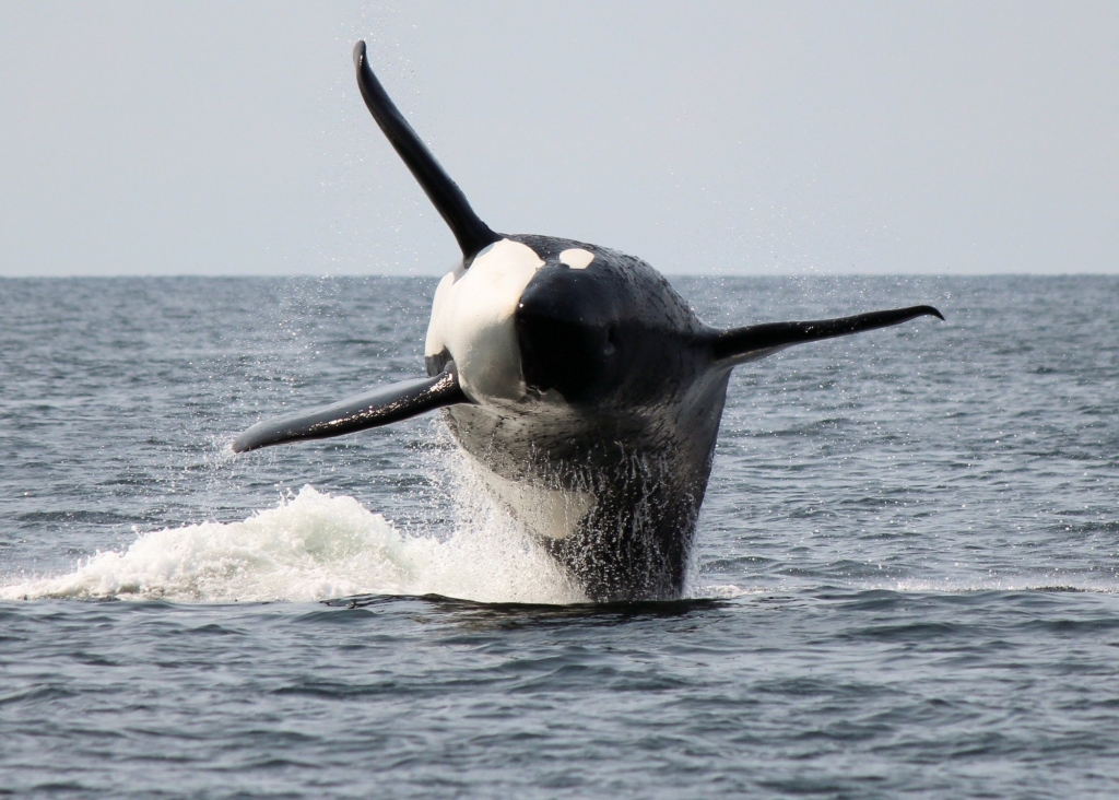 Vancouver Island Whale Watch | Super, Natural BC