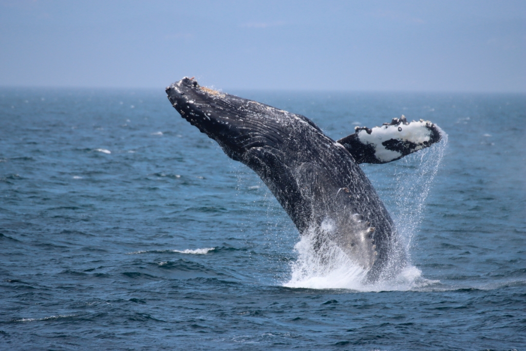 Get to Know Wildlife in BC | Super, Natural BC