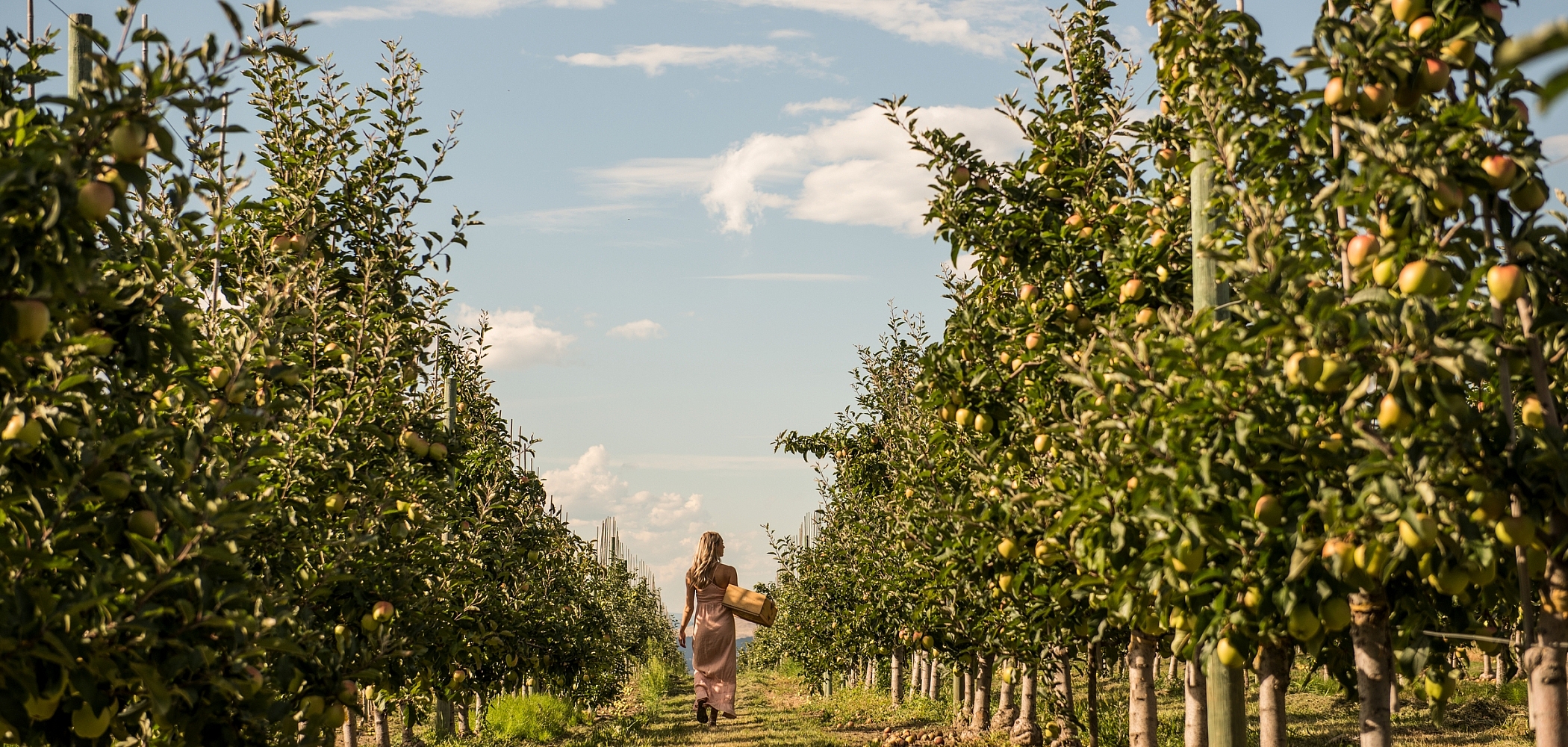 A person in a long dress walks through an orchard filled with rows of apple trees. They carry a basket, suggesting they are either picking or gathering apples. The sky is clear with a few clouds, and the scene is bathed in warm, late-afternoon sunlight. Apples are visible on the trees, and some have fallen on the ground.