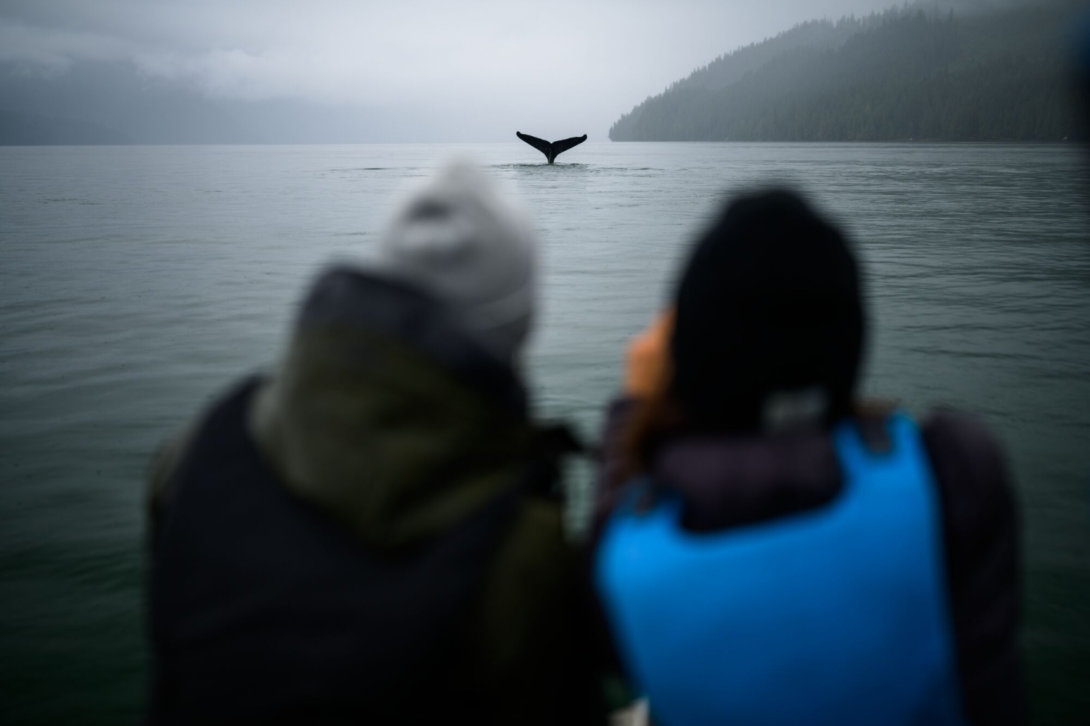 Whale watching on the Gardner Canal near Kitimat.