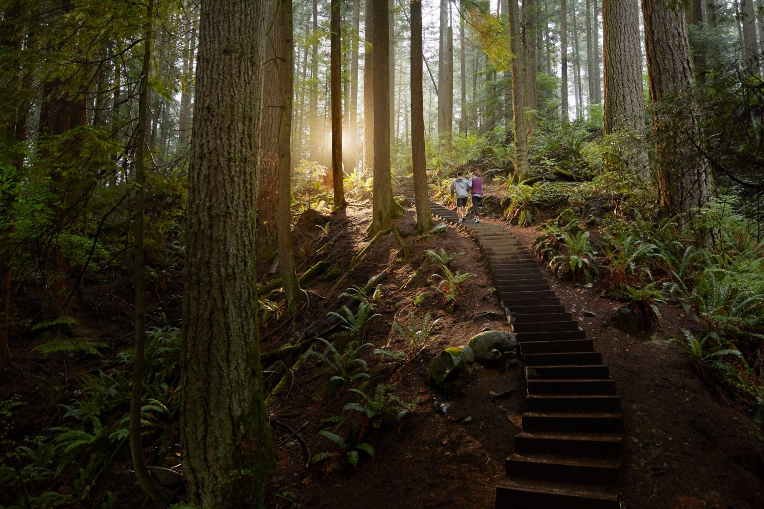 People hike a steep wooden stairway built in the forest with light reflecting in the trees.