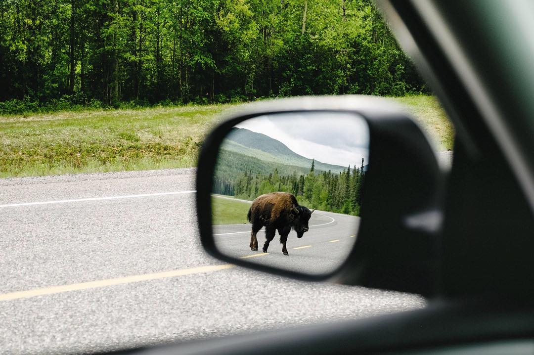 A glance into car's rear view mirror reveals a bison walking along the highway.