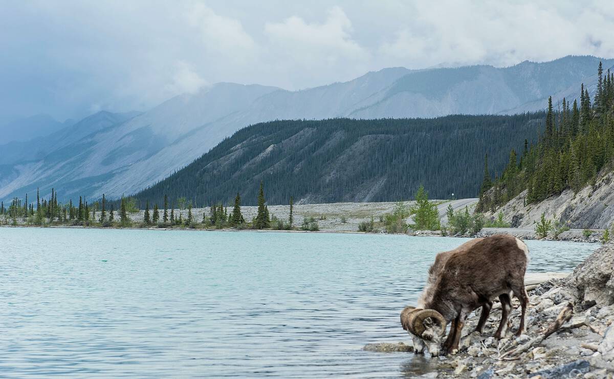 A Stone's Sheep with large curved horns drinks from a waterway along the Alaska Highway with mountains in the background.