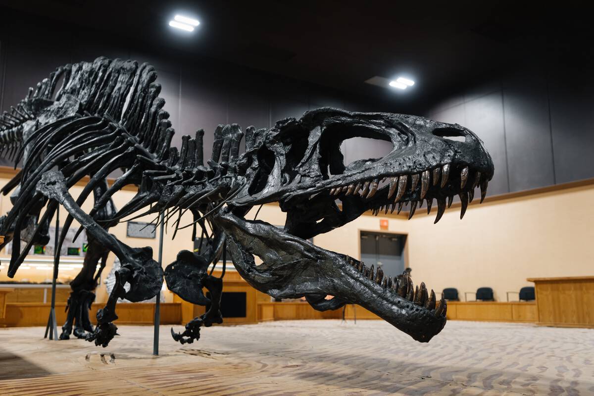 A dinosaur skeleton looms inside the Tumbler Ridge Museum.