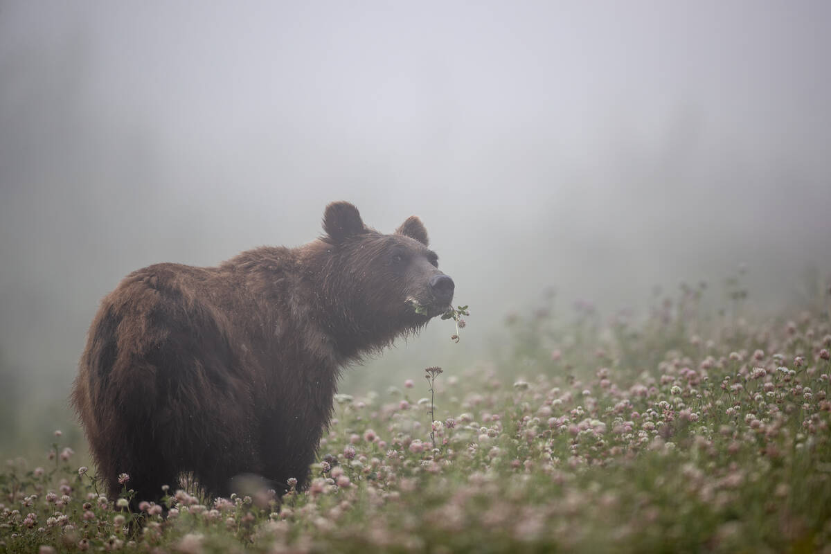 A grizzly bear roams through a lush meadow, munching on foliage with mist in the background.