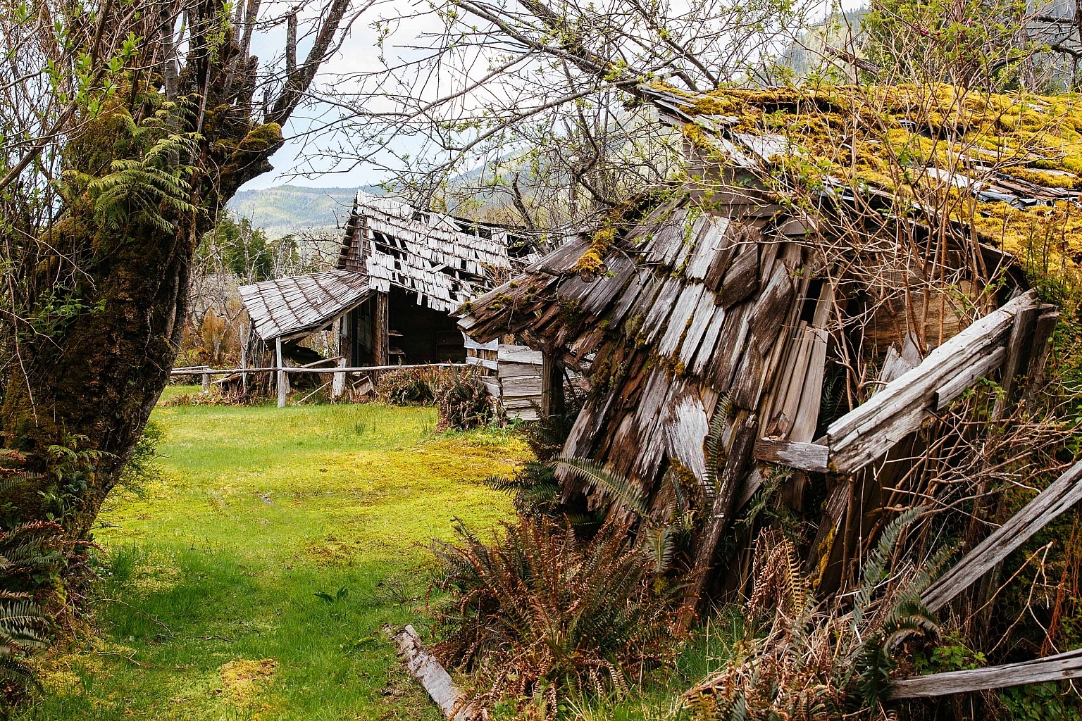 Deteriorating buildings overgrown with greenery, moss, and foliage