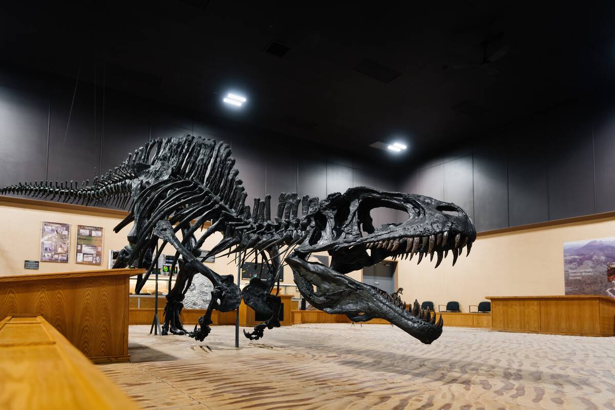 A dinosaur skeleton looms inside the Tumbler Ridge Museum.