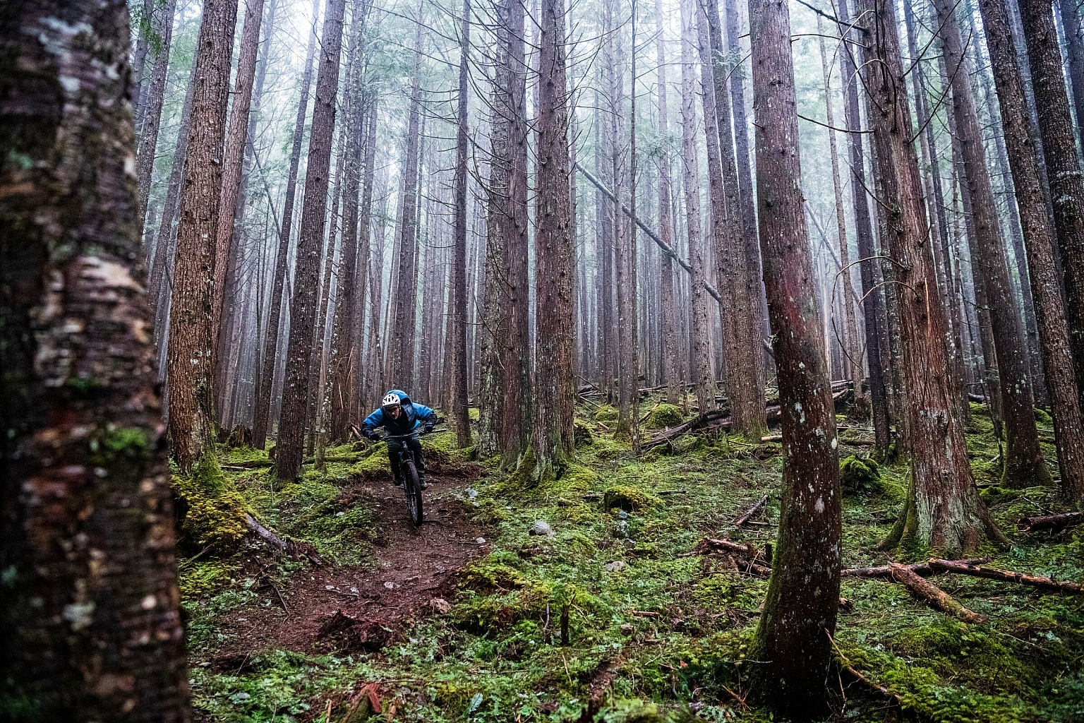 A solo mountain biker descends through a dense, moss-covered forest floor with mist in the trees and loamy dirt on the ground.