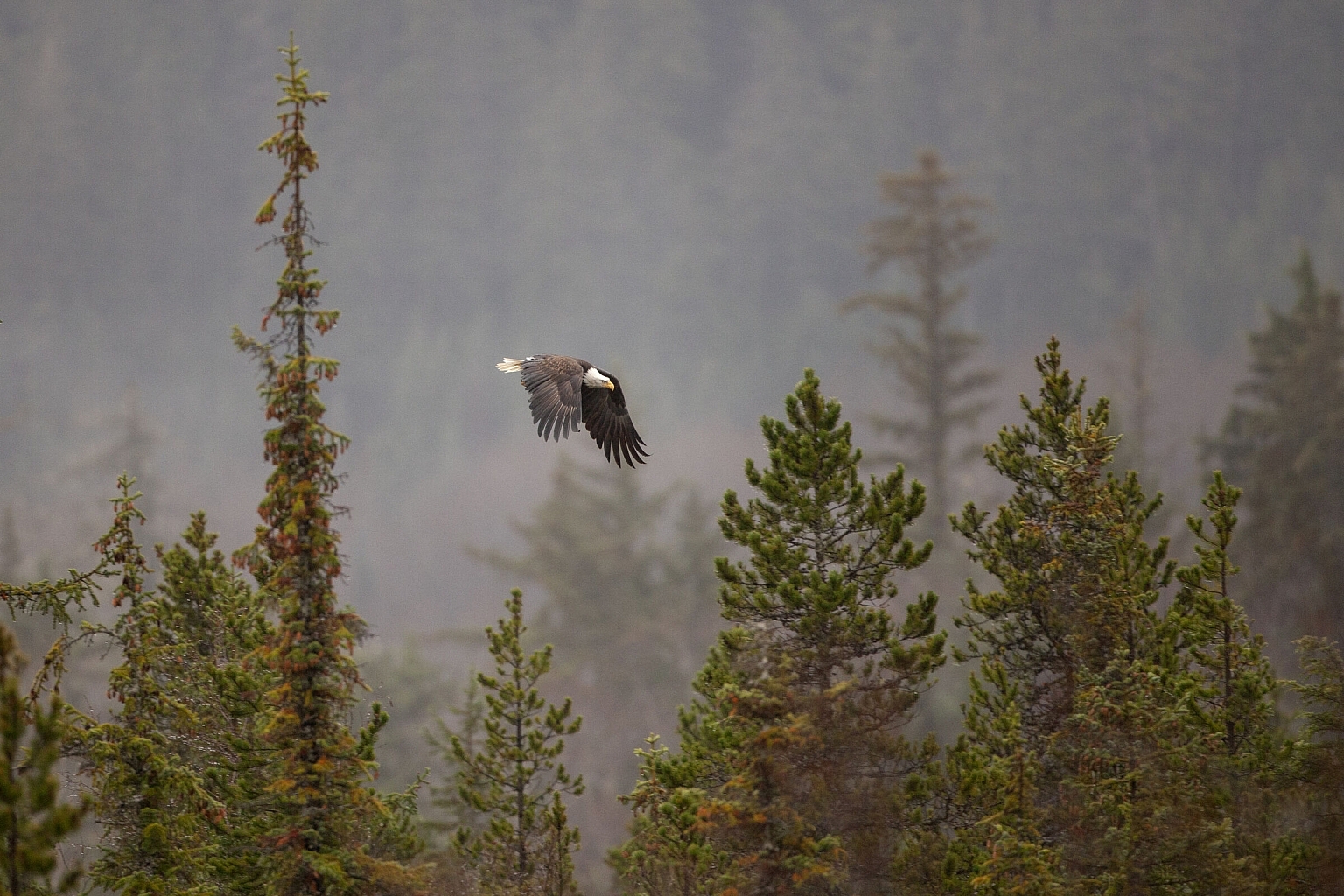 A black and white bald eagle soars above a misty forest.