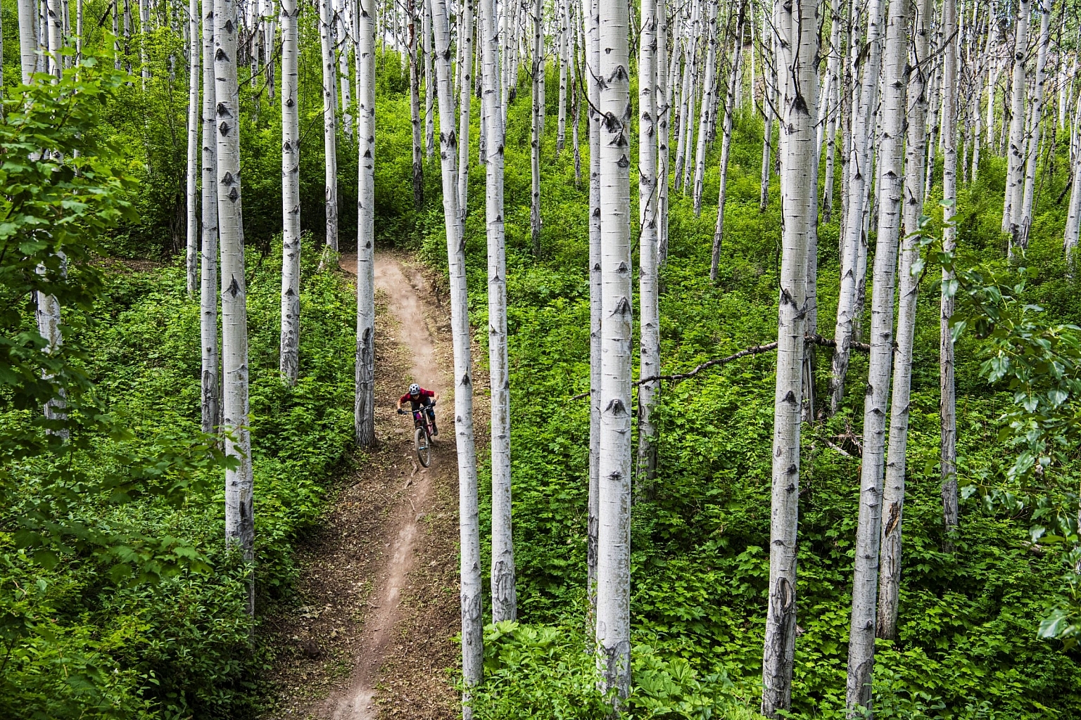 A solo biker rides along a dirt trail, surrounded by vibrant green foliage and white birch trees.