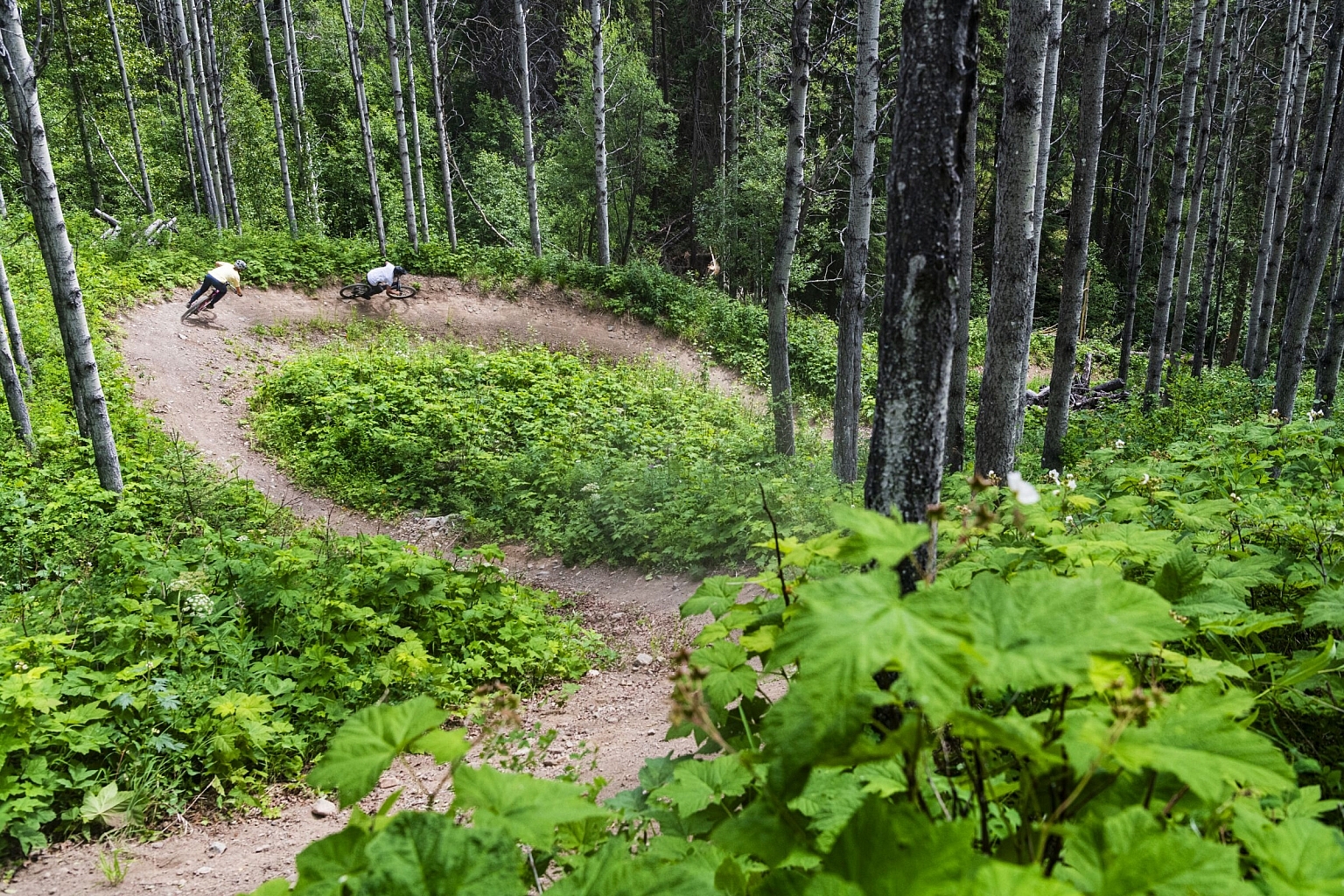 A snaking mountain bike trail winds through vibrant green foliage and dense forest.