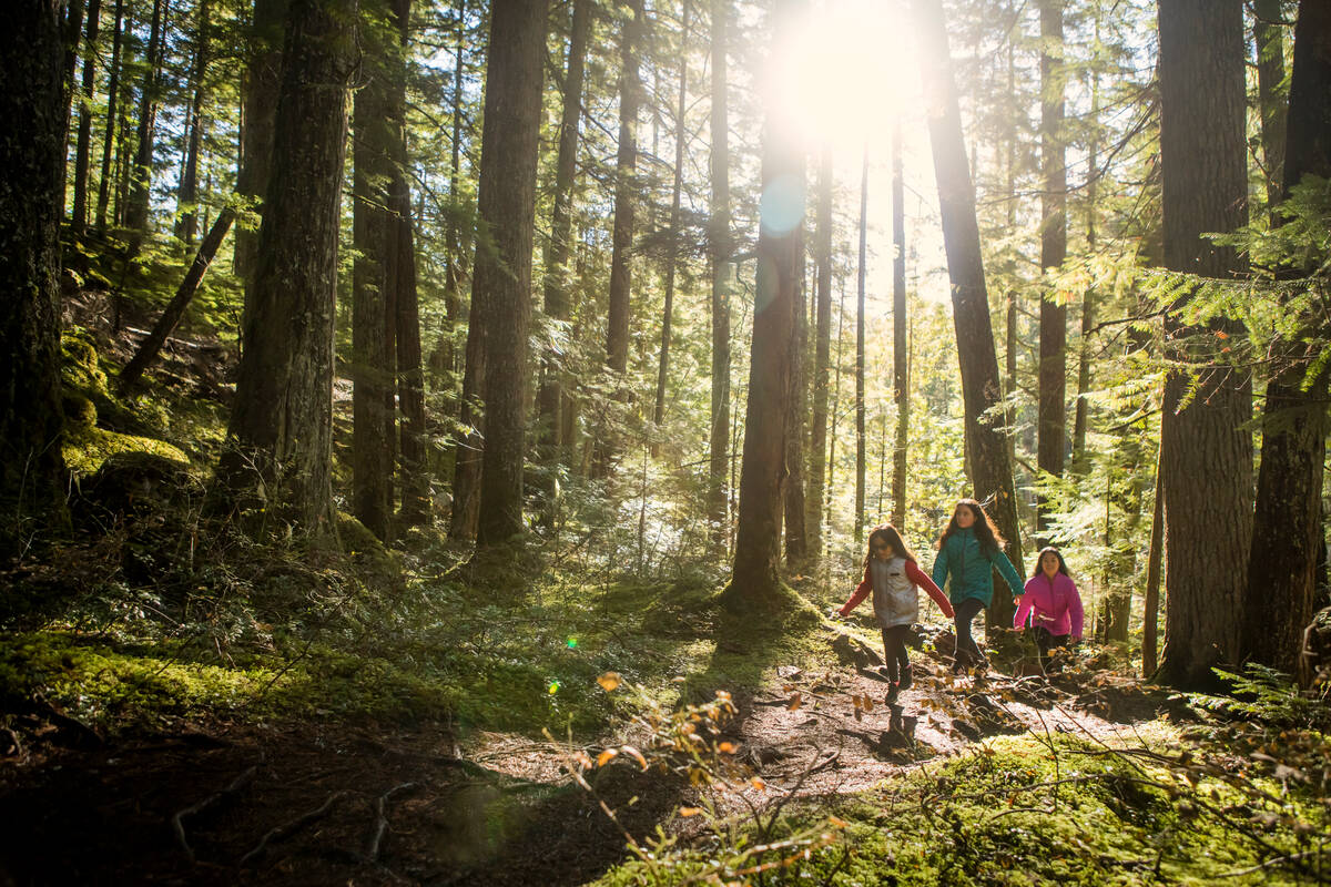 A group of children walks through a lush green forest with light filtering through the trees.